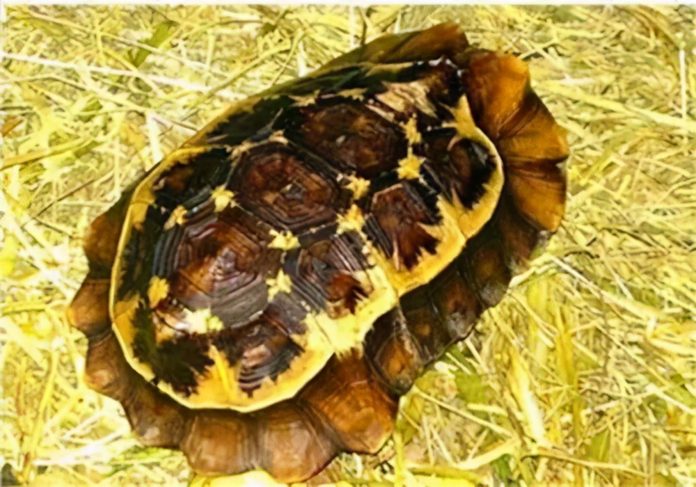 龟类纪录片,龟类图片