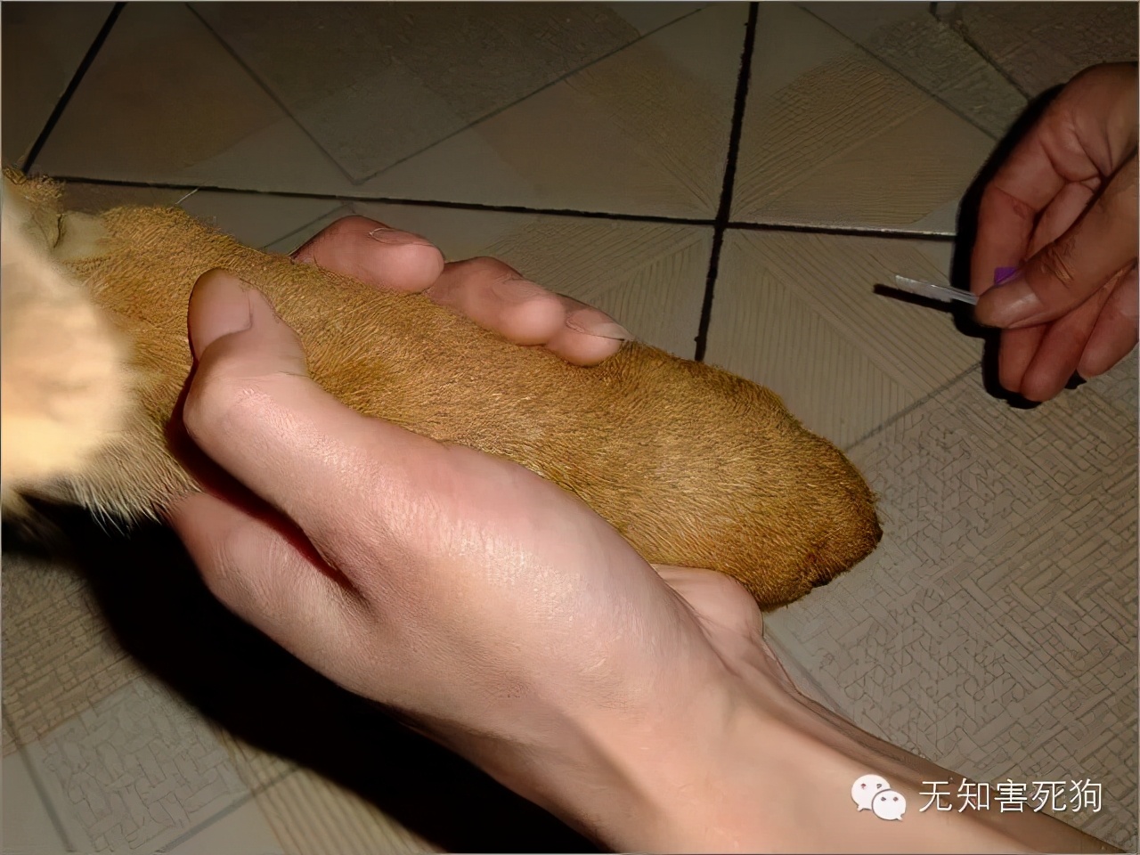 怎么给小狗打针打吊瓶,在家怎么给小狗狗打疫苗