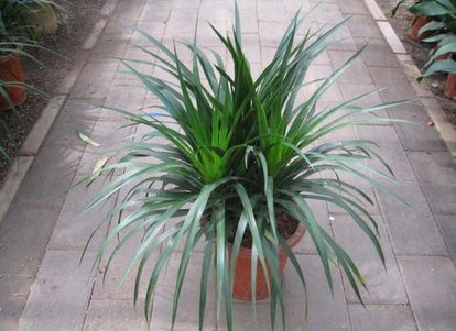 龙血树叶子尖发黄卷曲怎么办,龙血树叶子发黄怎么去解决呢