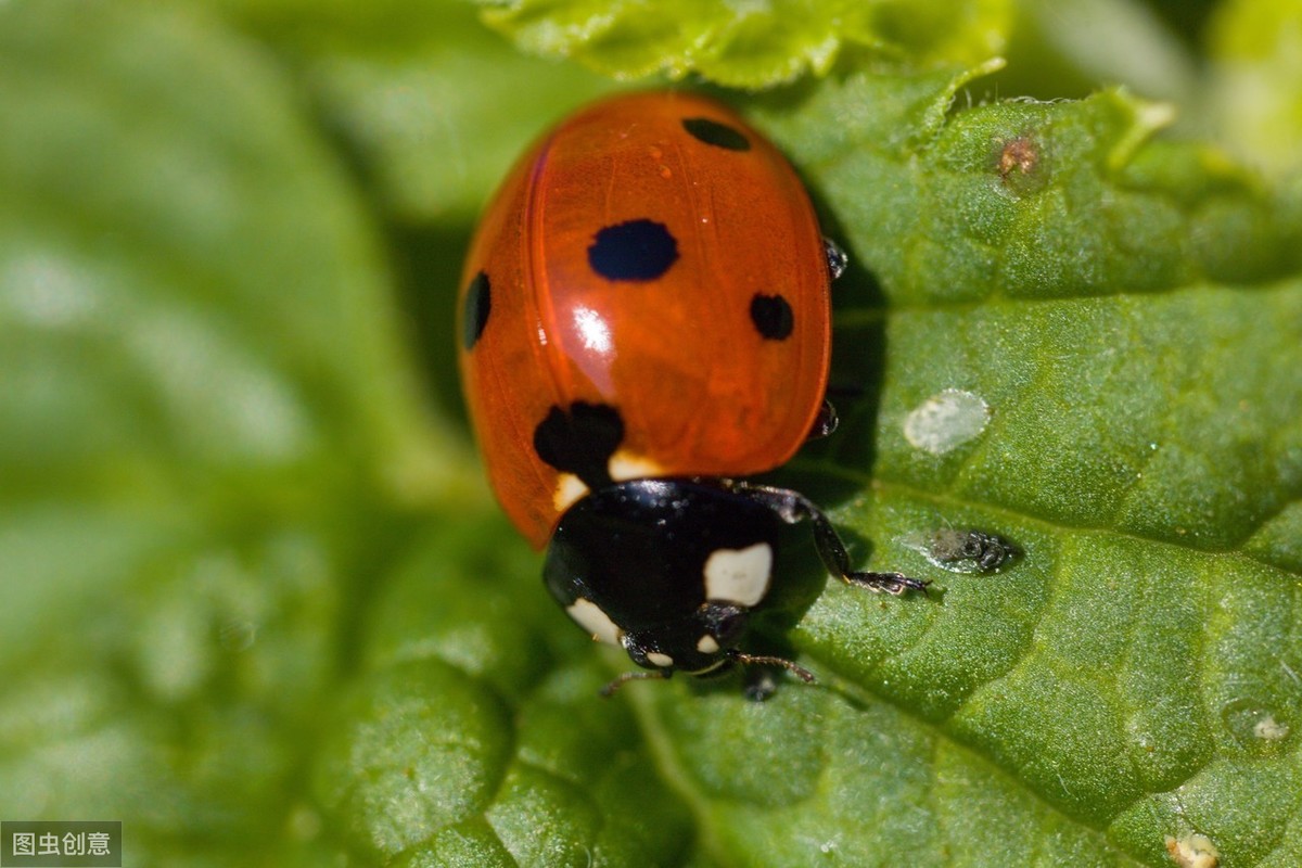娘胎里就能怀孕?生存智慧再高,也躲不过七星瓢虫