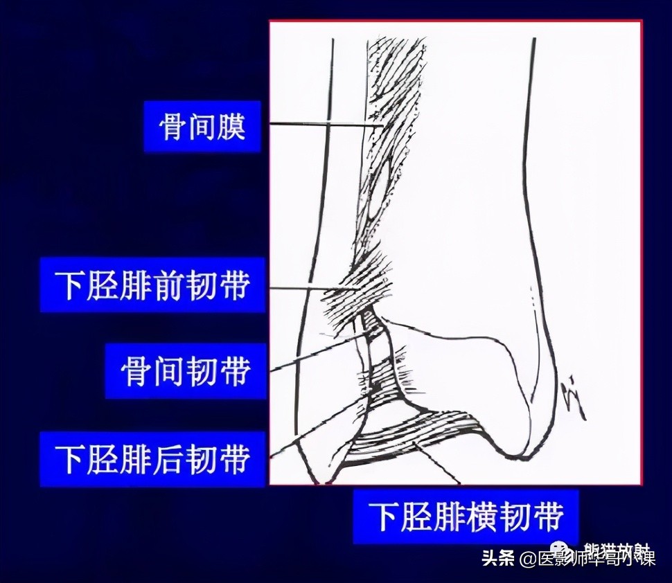 踝关节解剖视频课,解剖学韧带分布图