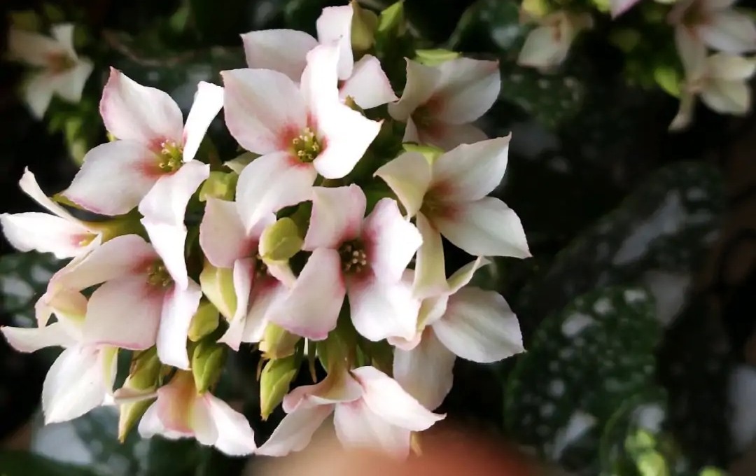 单瓣长寿花品种大全图,长寿花单瓣最好看的品种