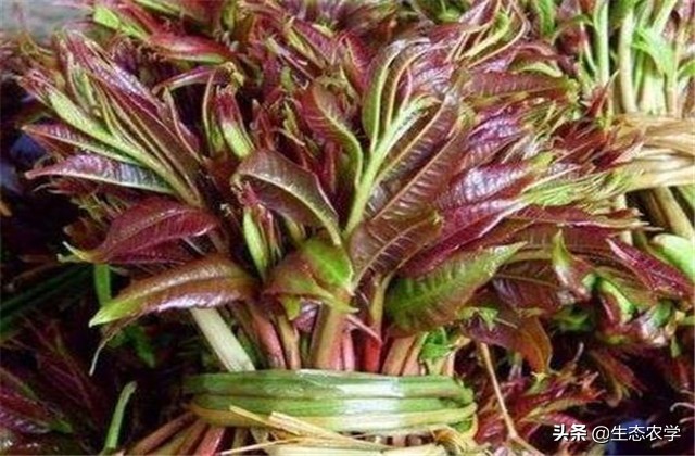 绿香椿红香椿哪个更适合阳台种植,红香椿种植前景