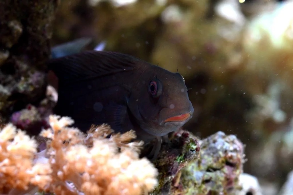 海缸刚开缸怎么饲养,海缸np双零珊瑚会白化吗