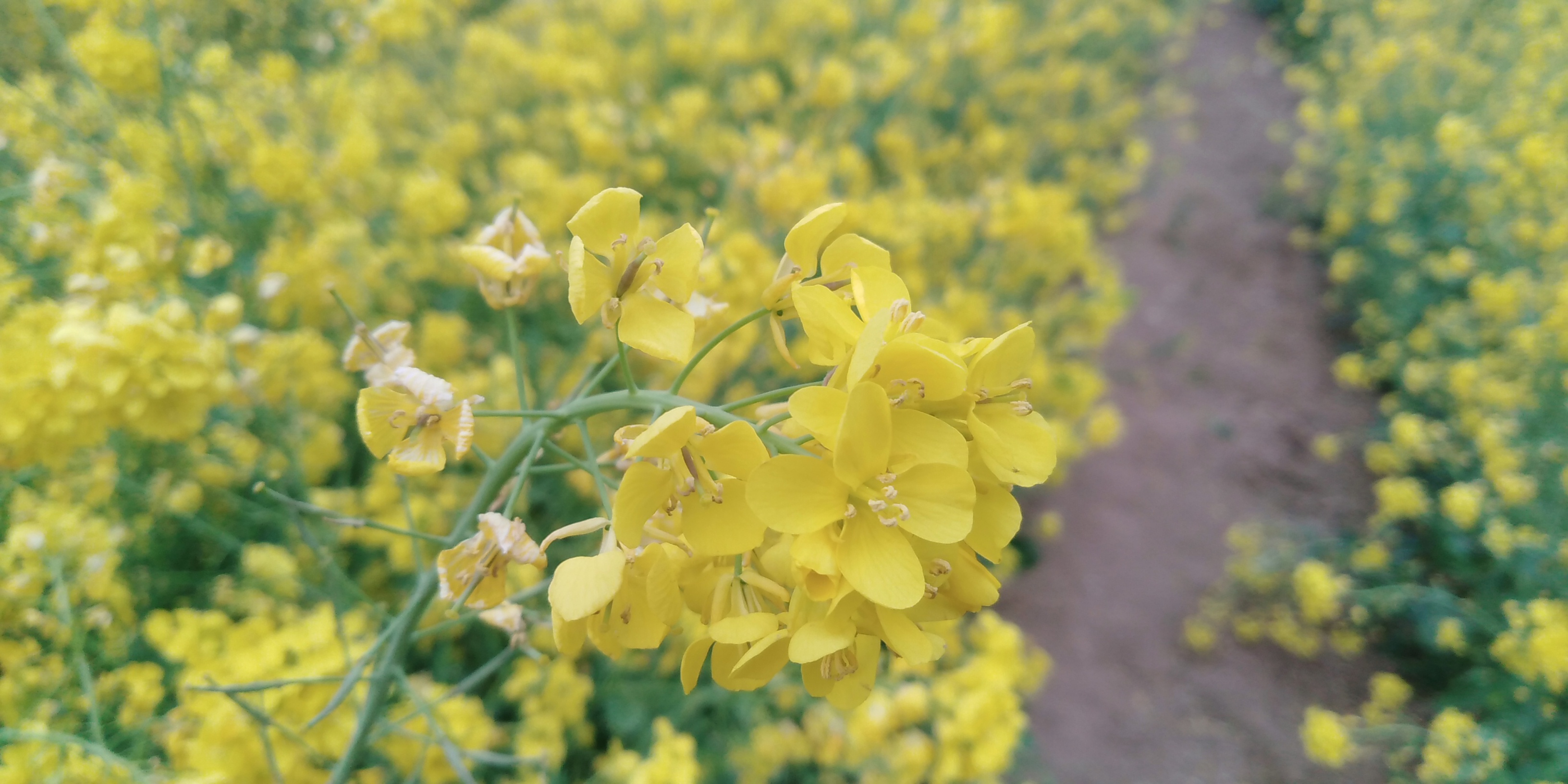 油菜花海邯郸北湖,邯郸春天适合去的公园