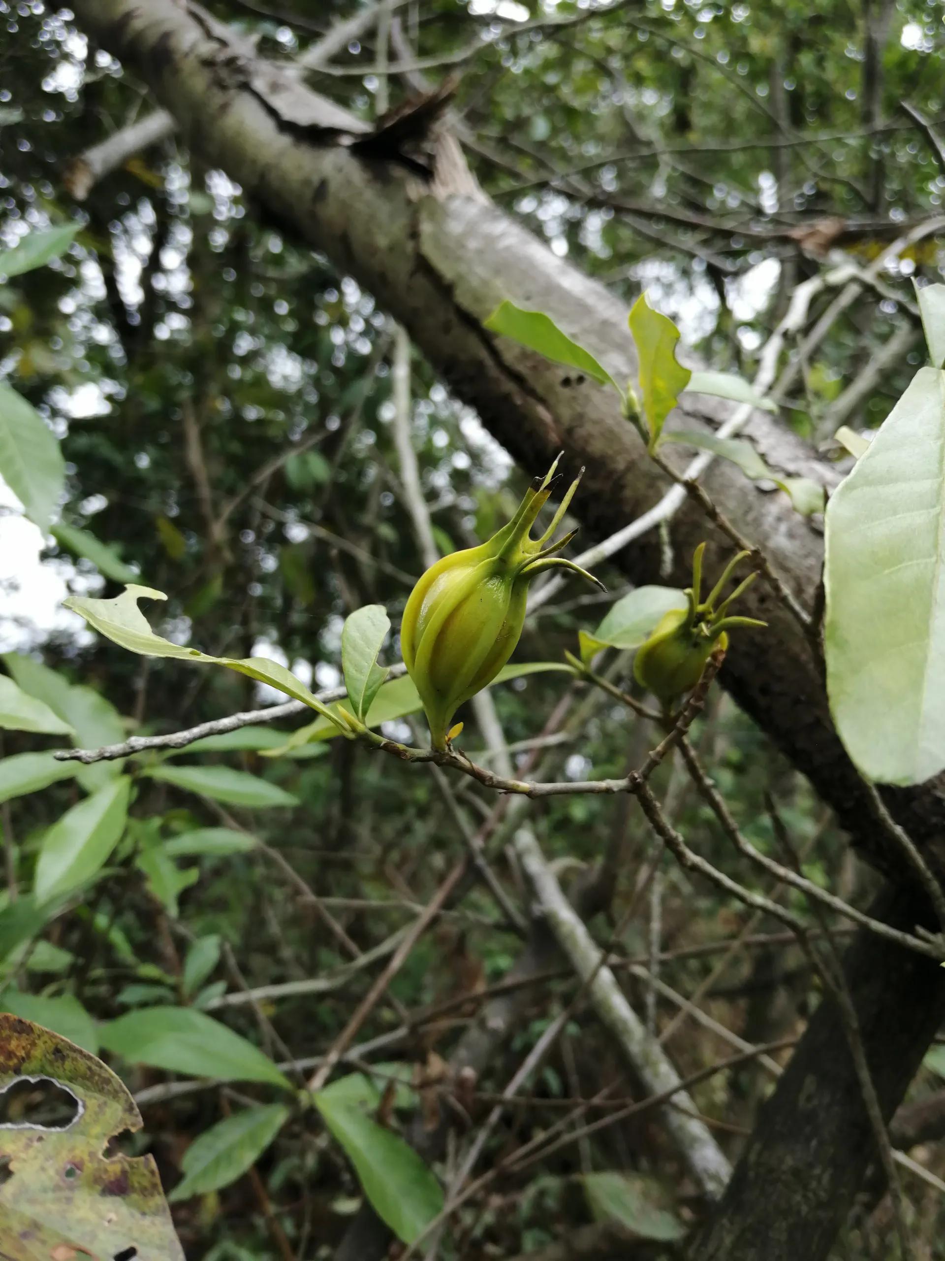 重阳登山看秋色上一句,重阳登山知秋意