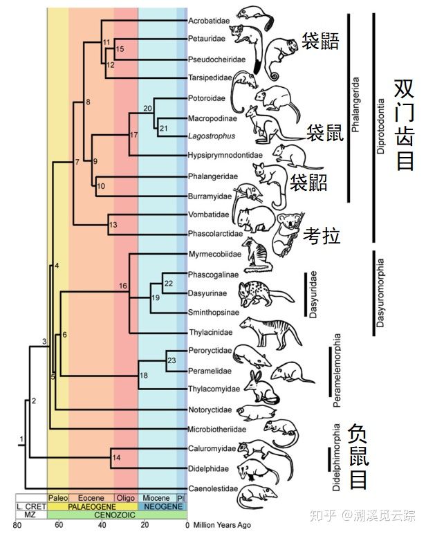有哪些容易被认错的动物,容易被欺负的动物有哪些