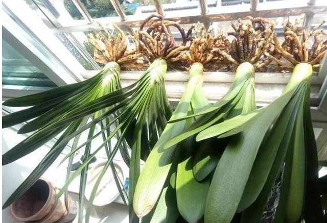 君子兰根系太长了能否修剪,君子兰换盆时根系的修剪