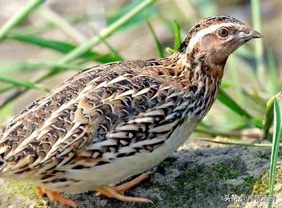 爱它，就请放过它青岛检察院就一起非法狩猎野生鸟类案提起诉讼