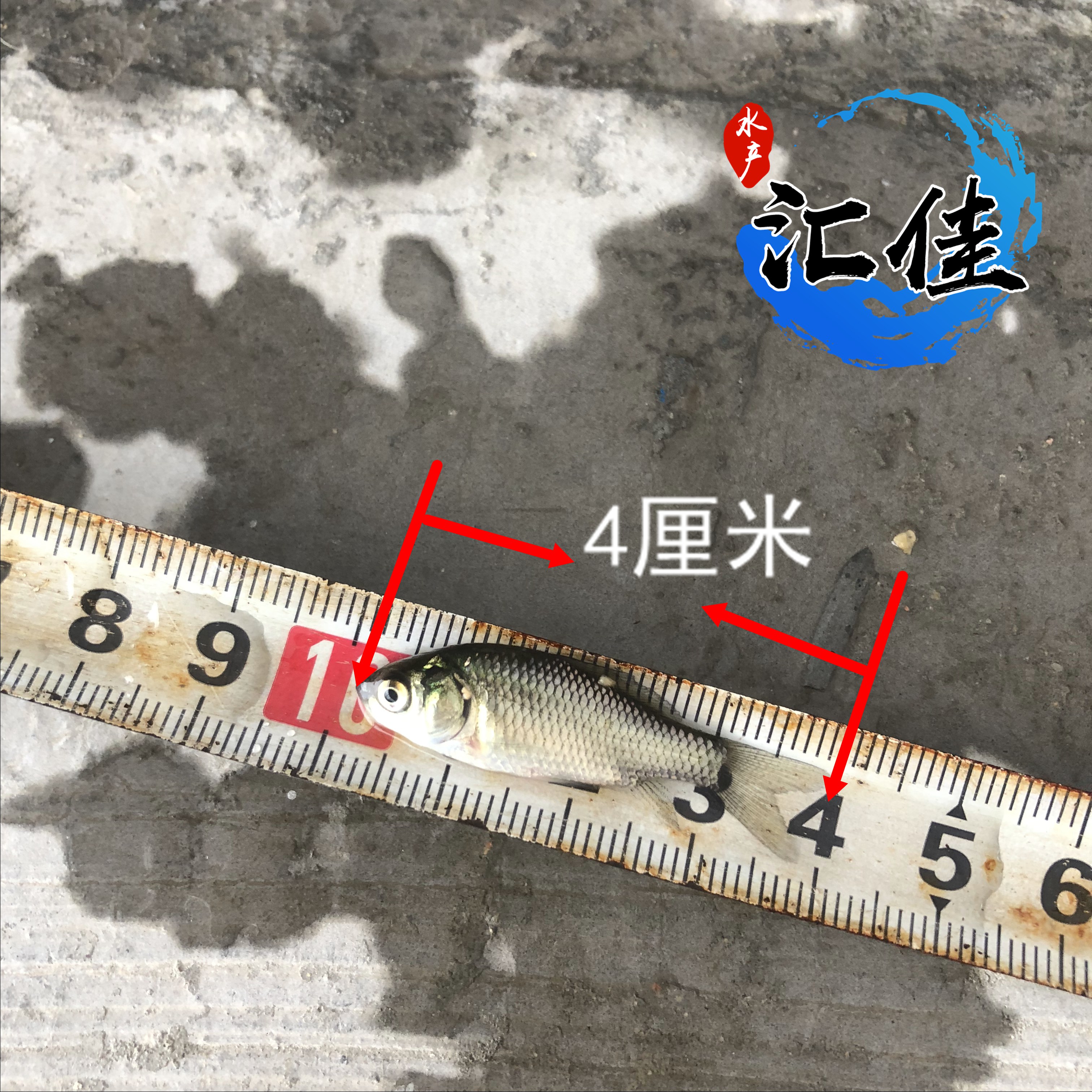 中科三号鲫鱼生长速度对照表,鲫鱼苗中科三号和中科五号哪个好