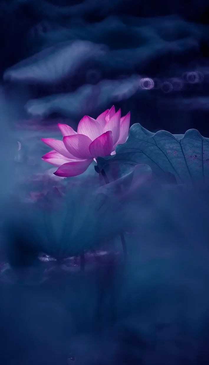 繁华过后一盏清茗也能品出百味,繁华之后静立于世