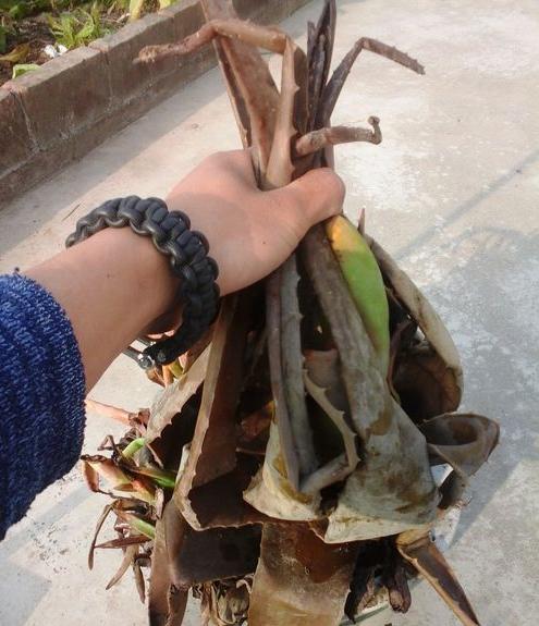 芦荟叶子发黄能用吗,芦荟叶子发红是什么原因