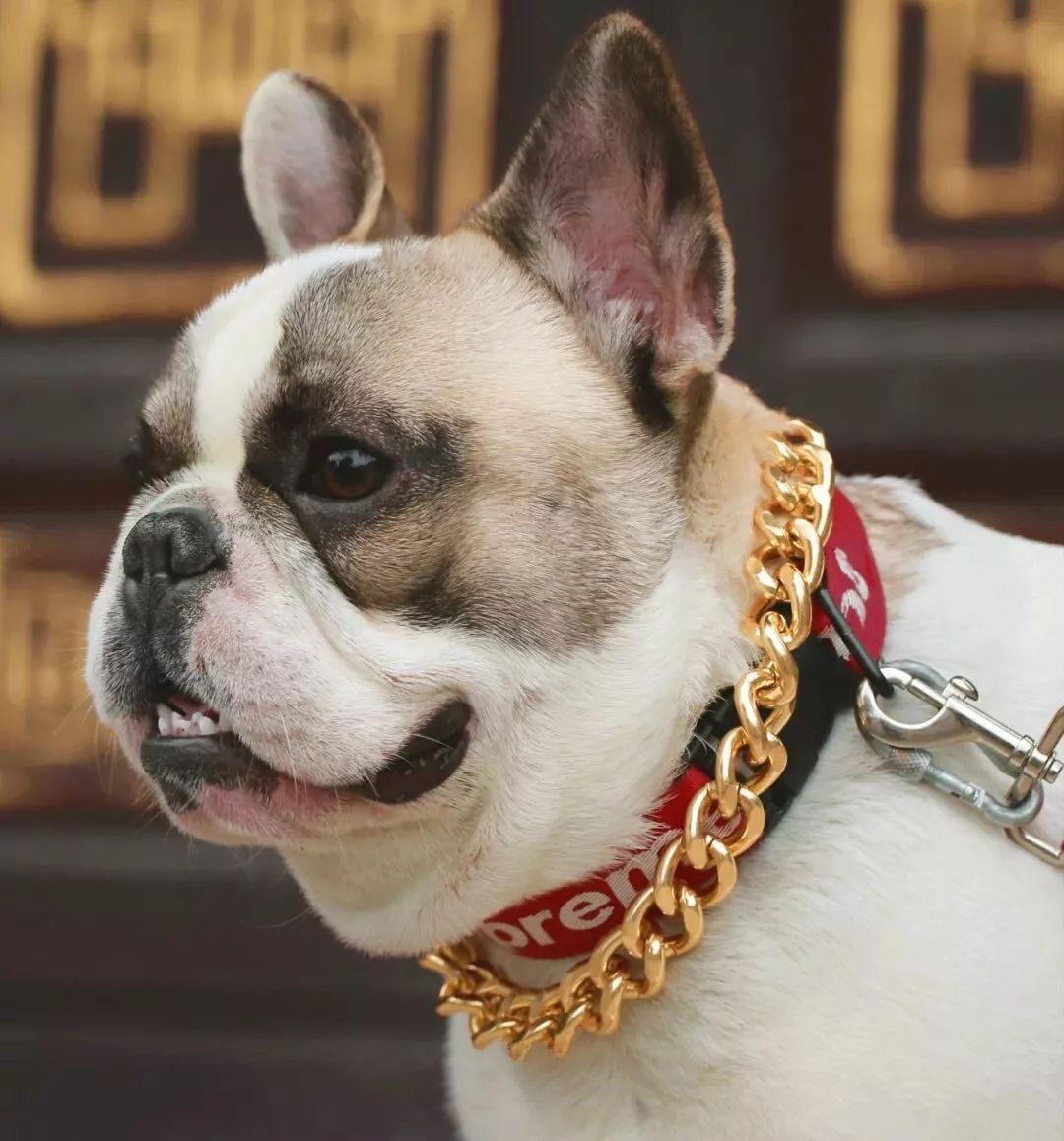 金链子狗潮牌,潮牌boy金链子