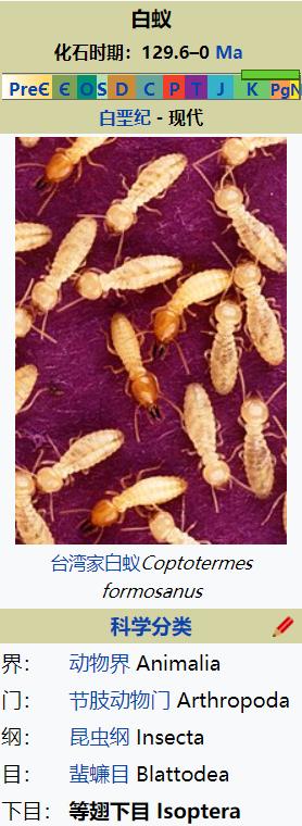 雨后爆发的飞蚁,靠超强繁殖苟了2亿年却沦为“优质蛋白来源”