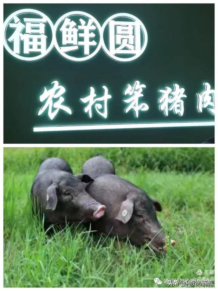 福鲜圆笨猪肉黑猪肉连锁店