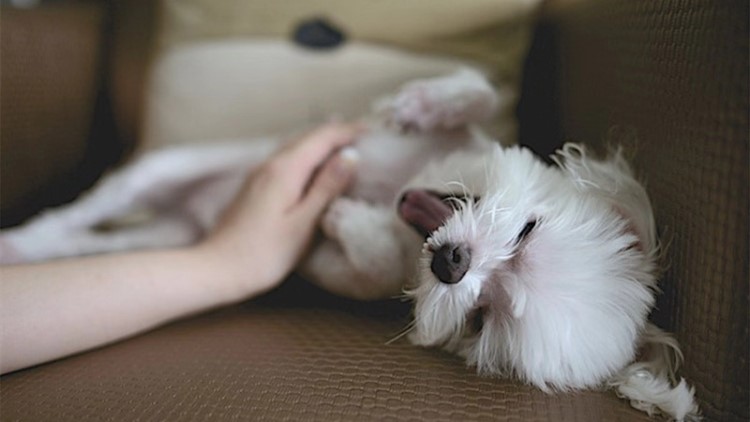 宠物狗狗不能吃哪些食物,喂养狗狗的禁忌食物