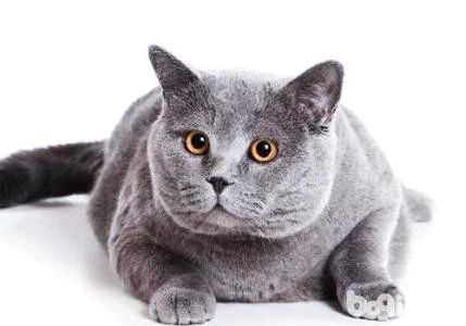 猫用什么益生菌最好,什么益生菌对猫好又见效快