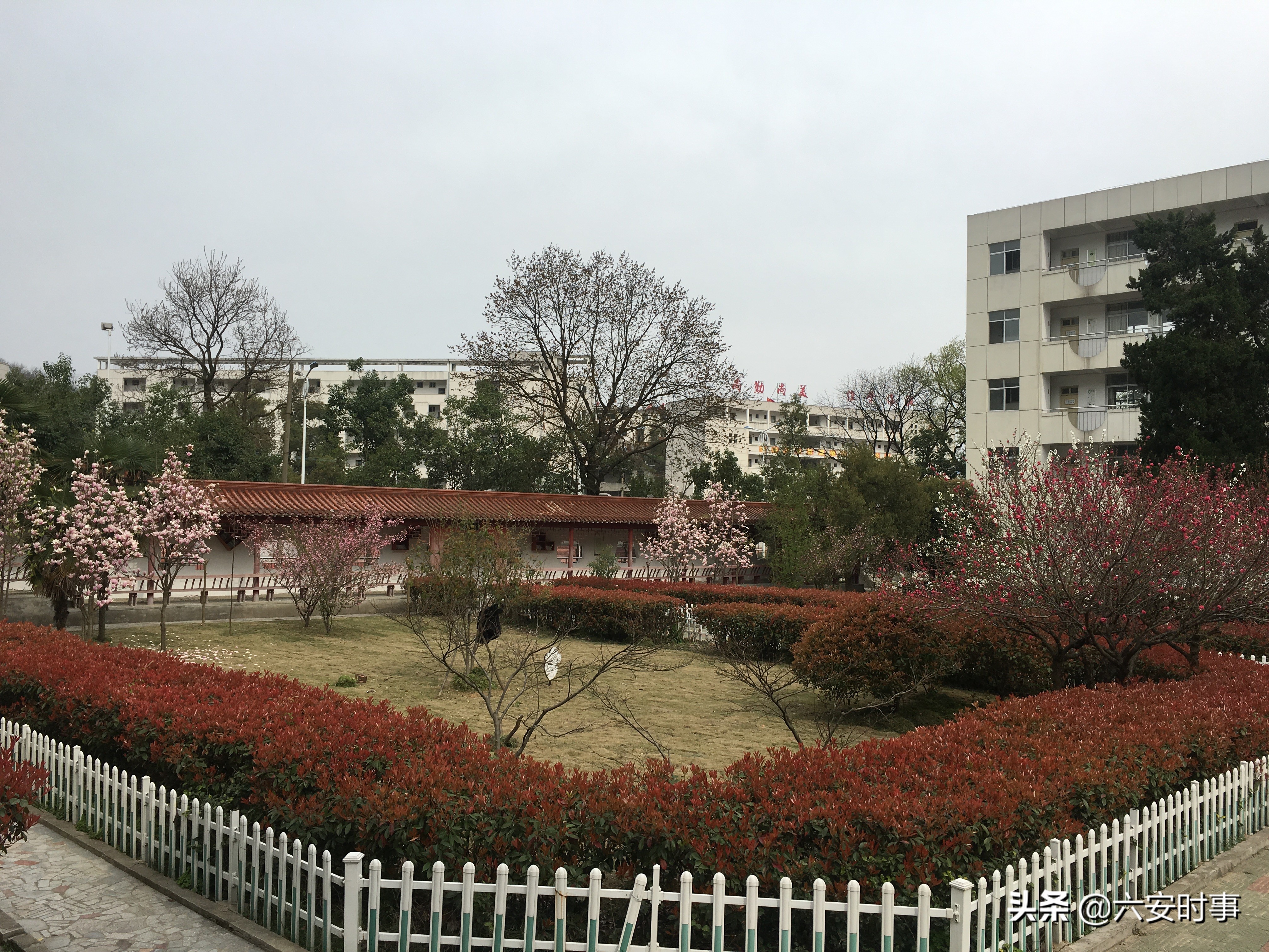 校园春意盎然,校园春意荡漾