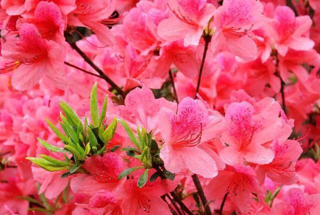 世界各国国花寓意浪漫,亚洲国花是哪个国家