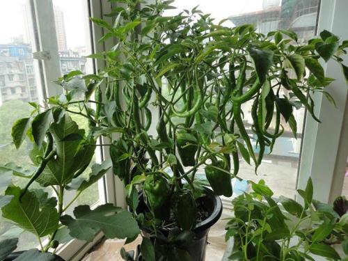 盆栽辣椒结果少,家里盆栽辣椒打枝的正确方法