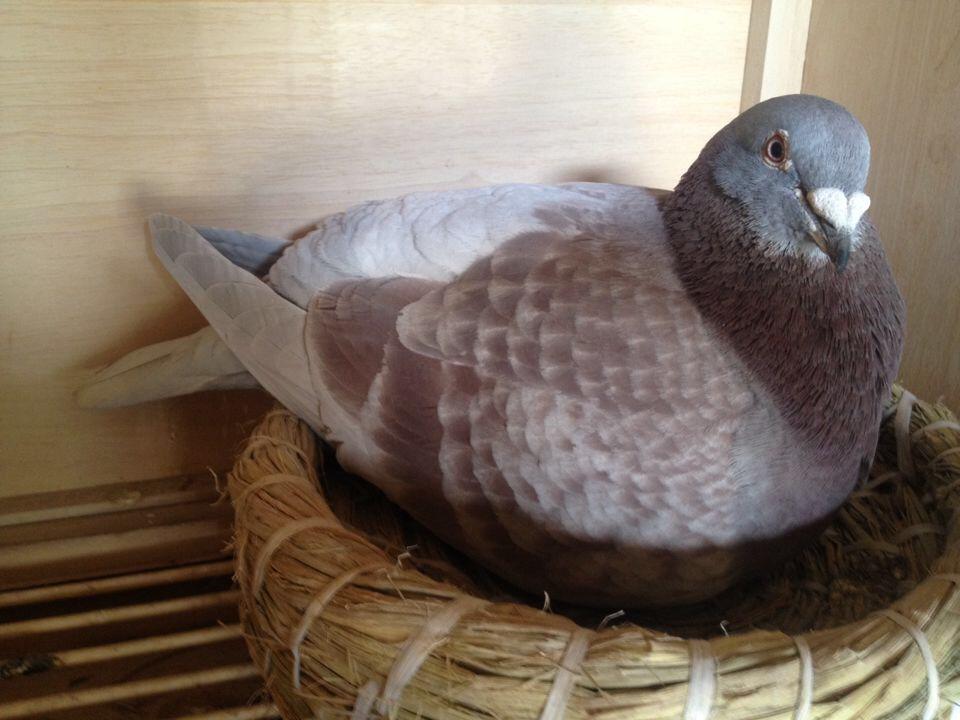 鸽子孵化被打扰,鸽子的孵化时间