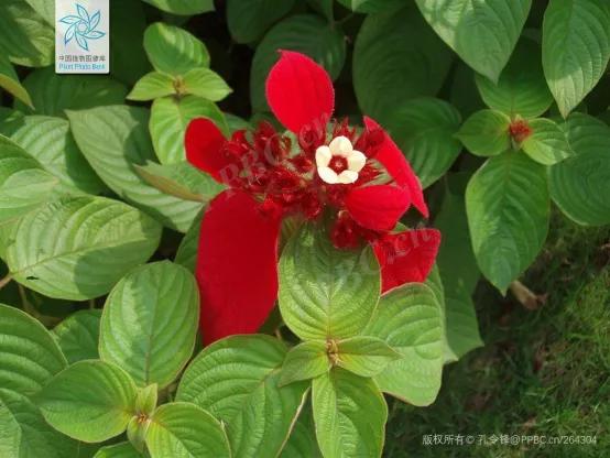 绣球花的花瓣好漂亮！等等，你确定那是花瓣？