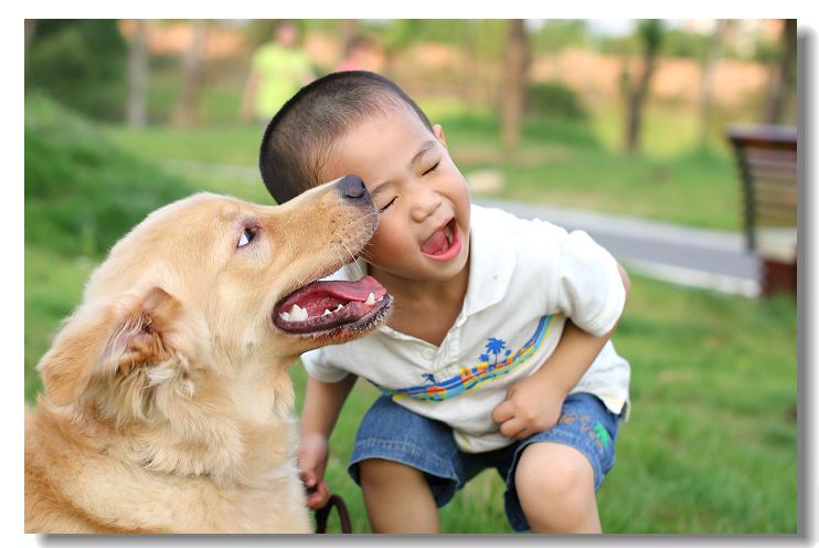 家里养金毛会臭吗,家里养金毛一点都不老怎么办