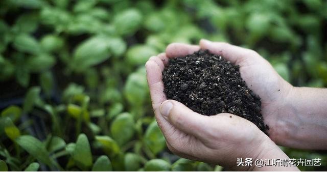 秋季花卉养殖小知识,盆栽花卉的秋季水肥管理