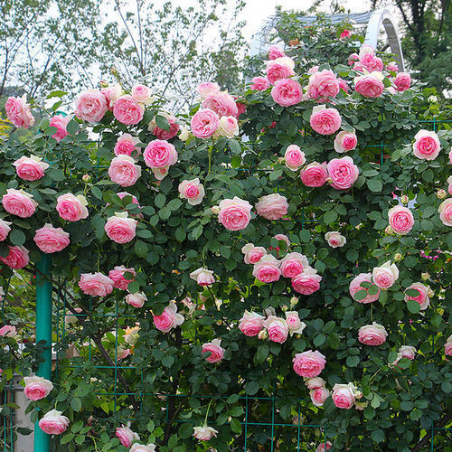 藤本月季地被月季,持续开花性好的爬藤月季