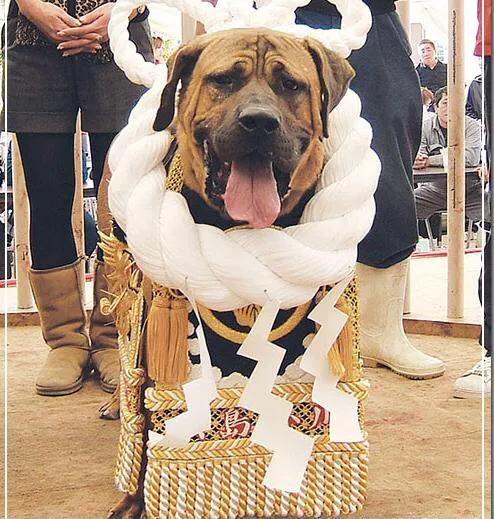 各国猛犬品种排名,各国品种猛犬