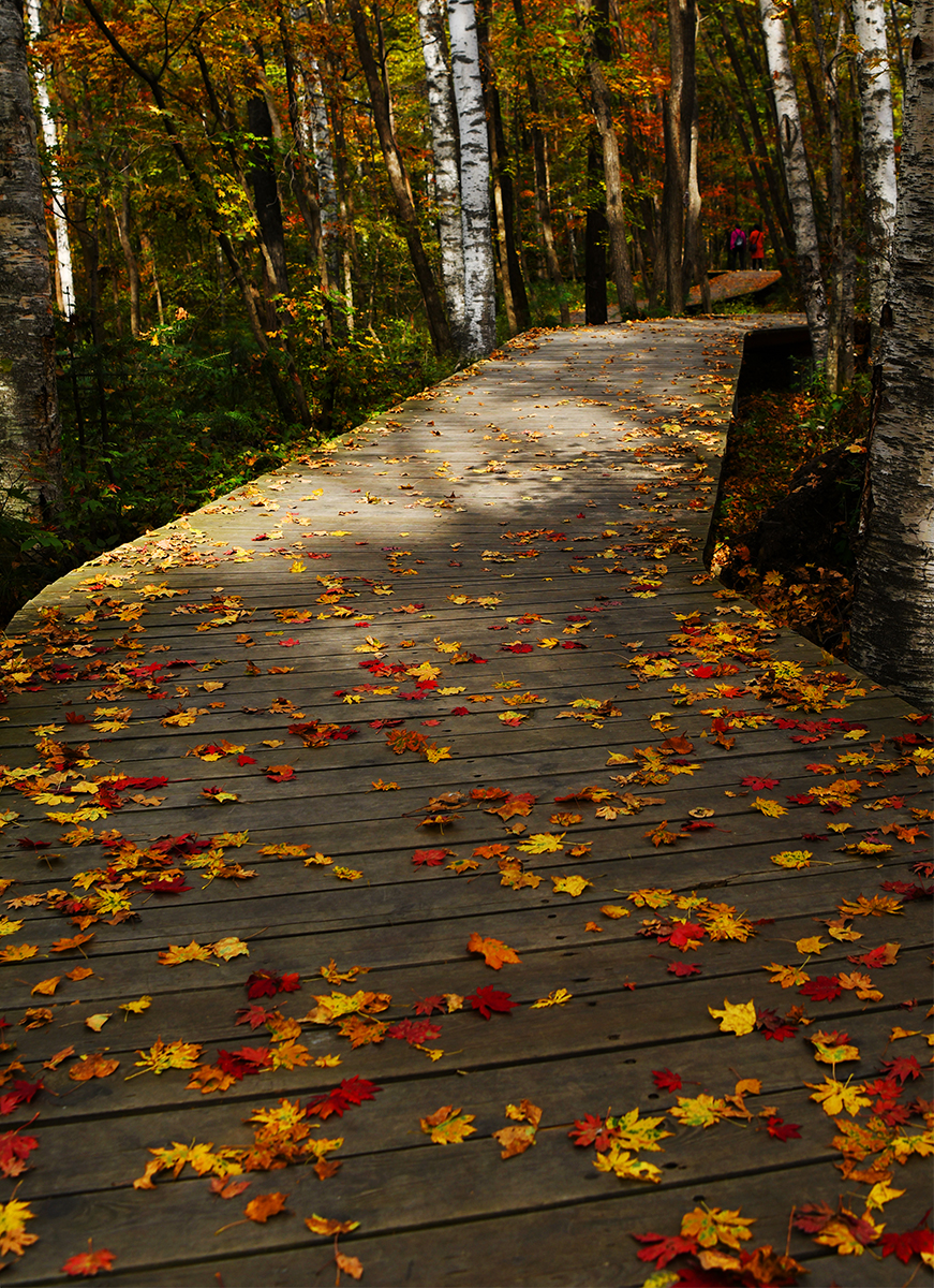 落英缤纷是落花吗,落英缤纷是叶子吗