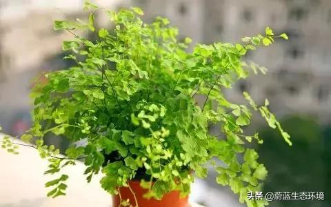 除甲醛的绿植有哪些比较好养,除甲醛的绿植推荐