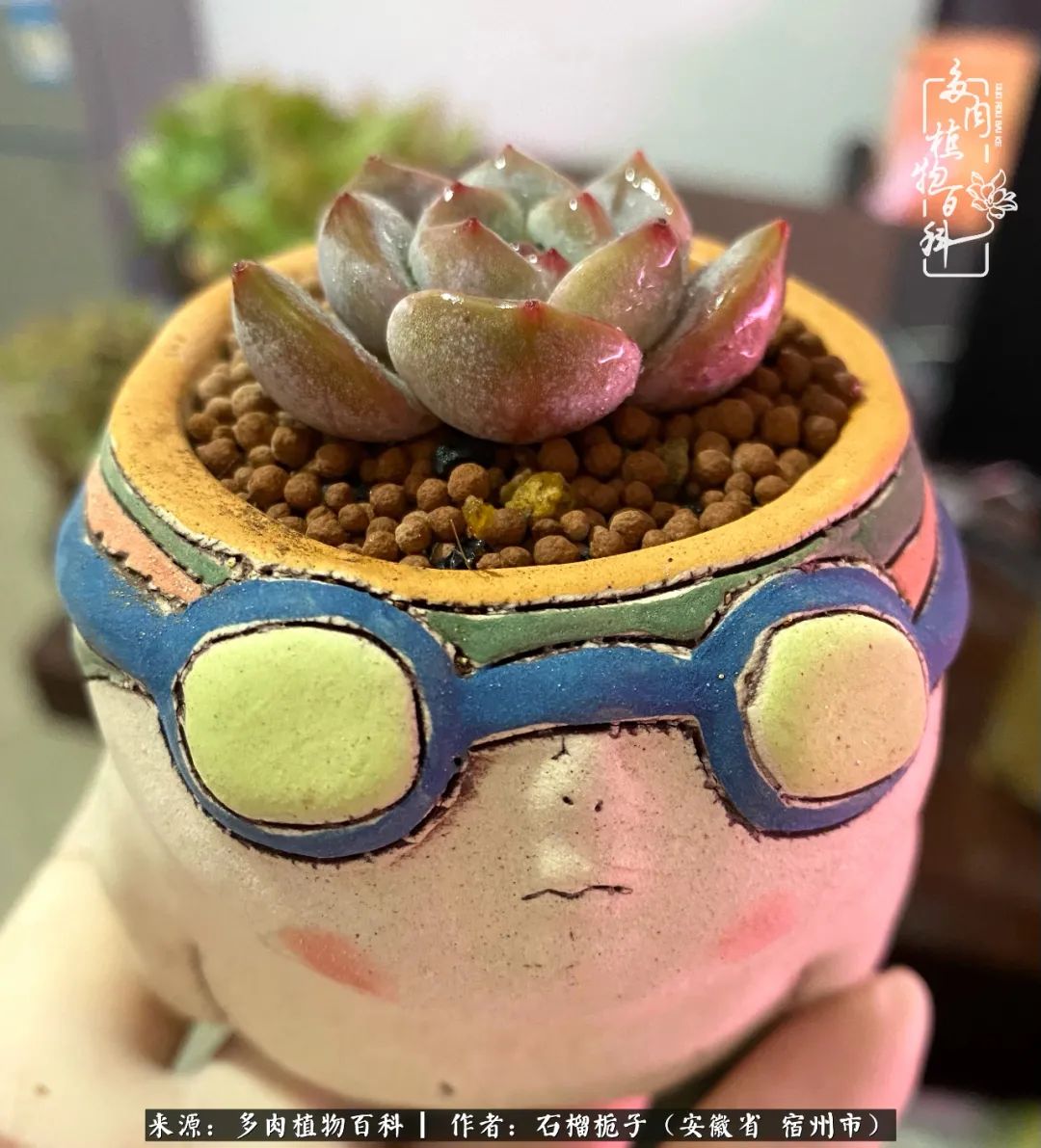 治愈系多肉：何以解忧，唯有多肉