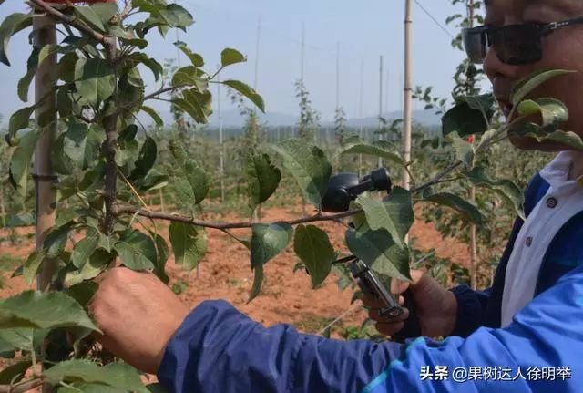 新形势下苹果栽培技术,苹果矮砧集约高效栽培技术图解