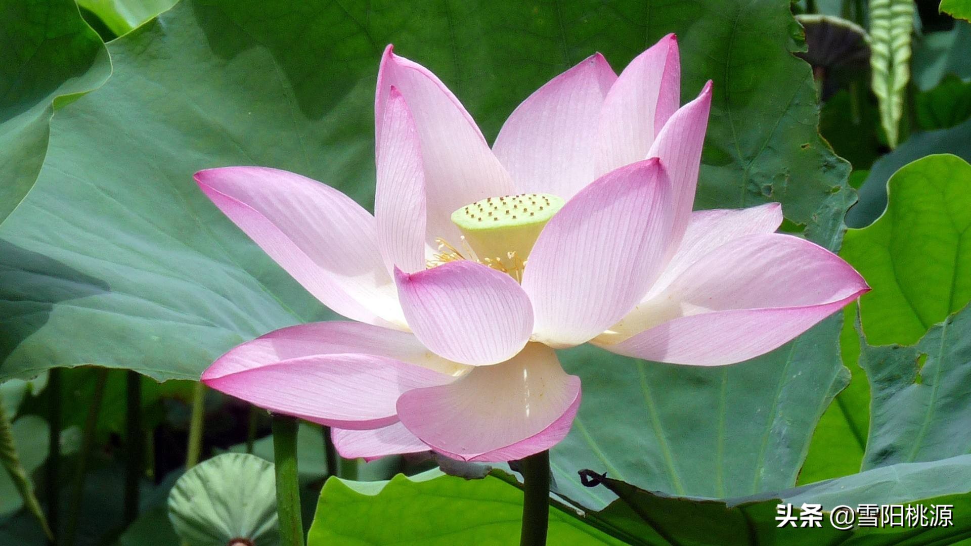 初中文言文必背爱莲说,适合小学生背诵的古文爱莲说