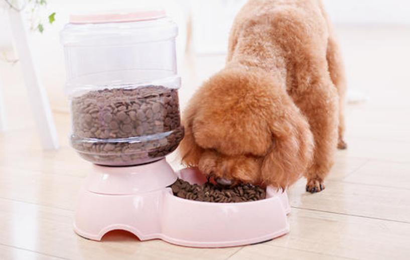 新手养狗泰迪犬如何饲养,新手如何养泰迪犬幼犬