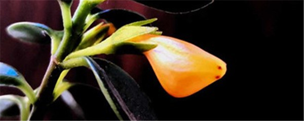 金鱼吊兰老桩能养几年,金鱼吊兰在家养吉祥吗