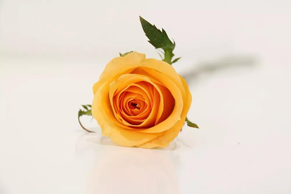 花店必备的5款玫瑰,花店最常用什么品种的玫瑰花