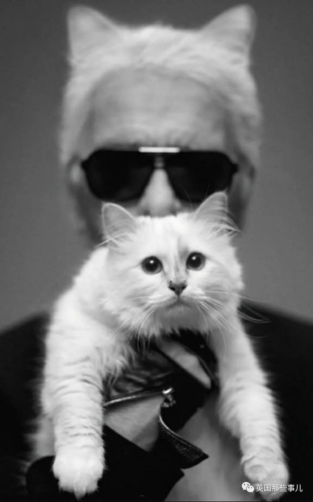 老佛爷的猫继承多少遗产,老佛爷去世后财产留给了一只猫