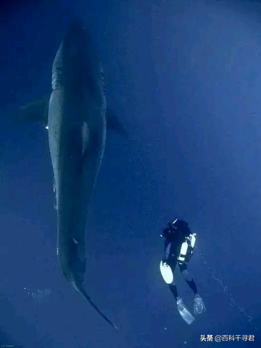 鲨鱼为什么不吃海豚的真实原因,鲨鱼为啥不吃海豚