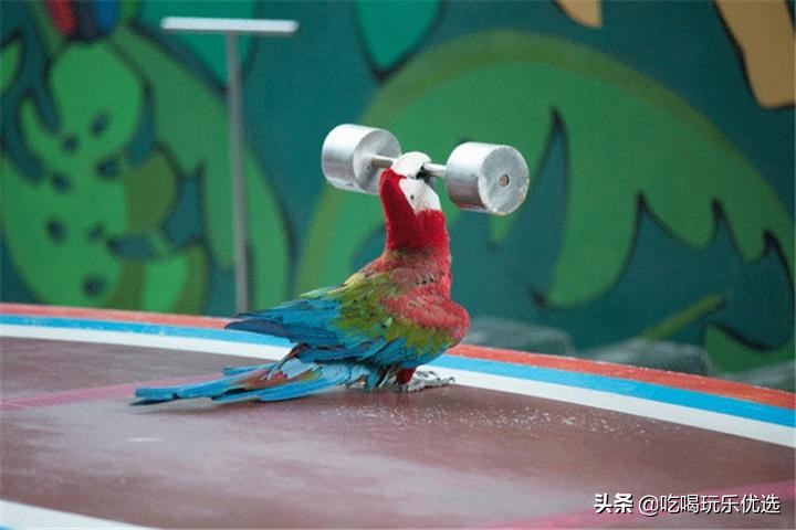 深圳观澜山水田园游乐设施,观澜山水田园旅游文化园相片