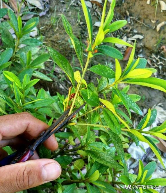 快死的杜鹃花还能救活吗,杜鹃花刚栽活就掉叶子怎么办