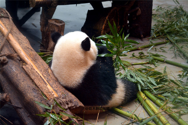 吃货夫妻结婚2周年，去成都逛吃逛吃，3天花了5600元~