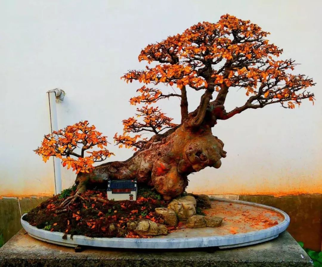 原创散文随笔,盆景之美的散文