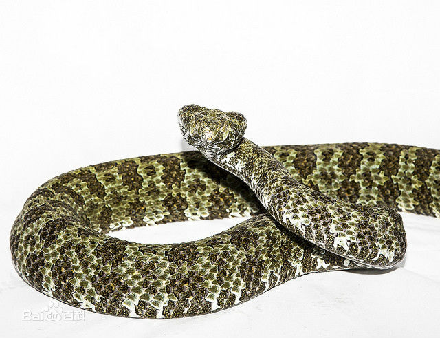 东北有毒蛇么,有毒的蛇图片有哪些