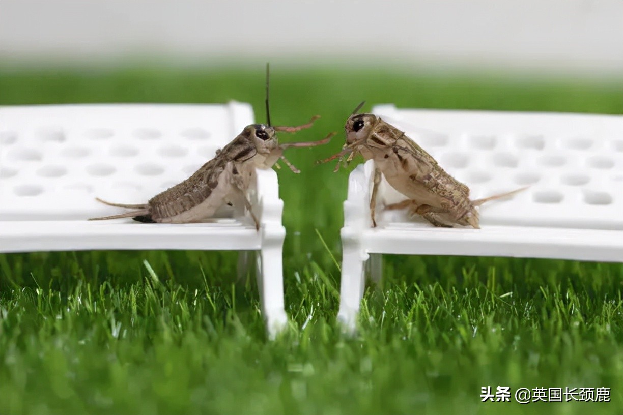 羊驼治愈案例,动物治愈焦虑