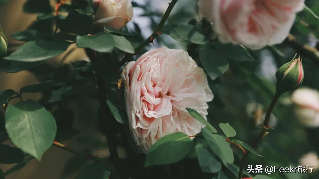 五一莫奈庄园一日游,五一不出游在家门口看风景