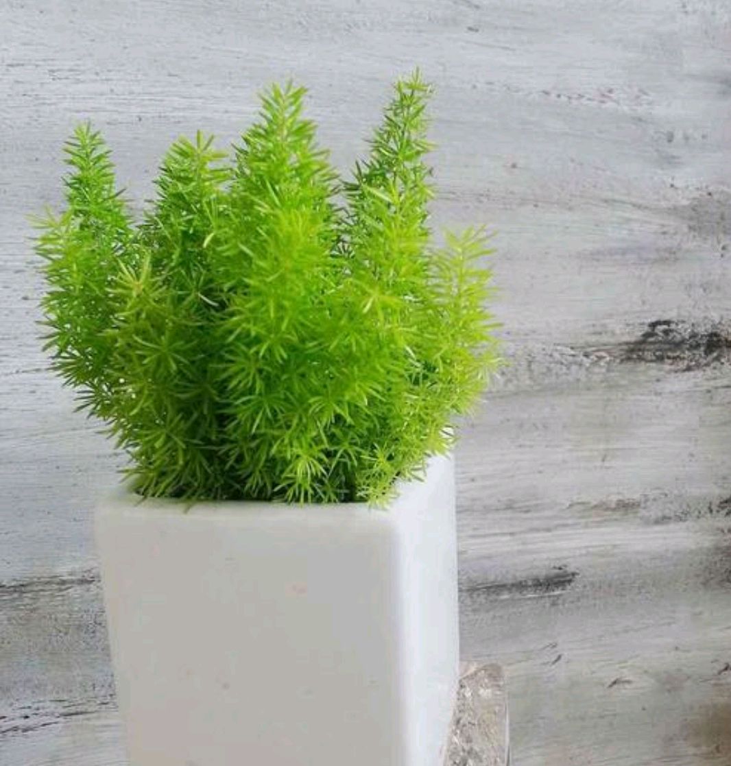 狐尾竹怎么养殖,凤尾竹怎么养能开花爆盆