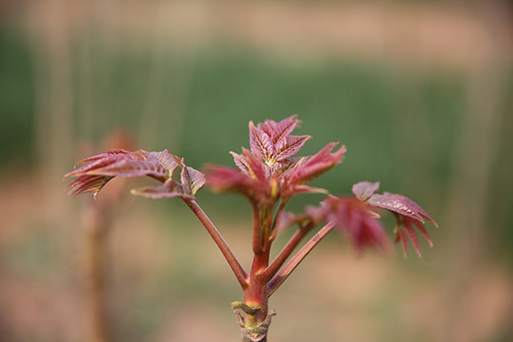 香椿的诗,写香椿的诗