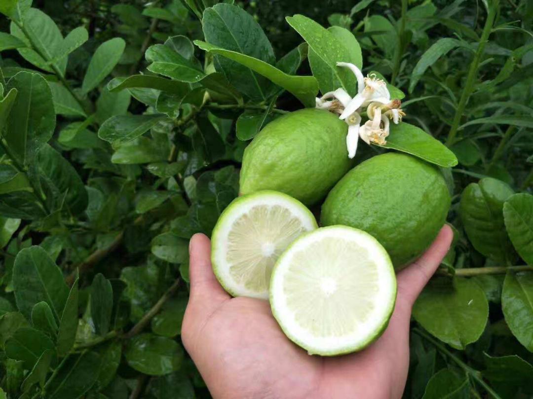 开一家柠檬茶店成本,柠檬茶开店创业